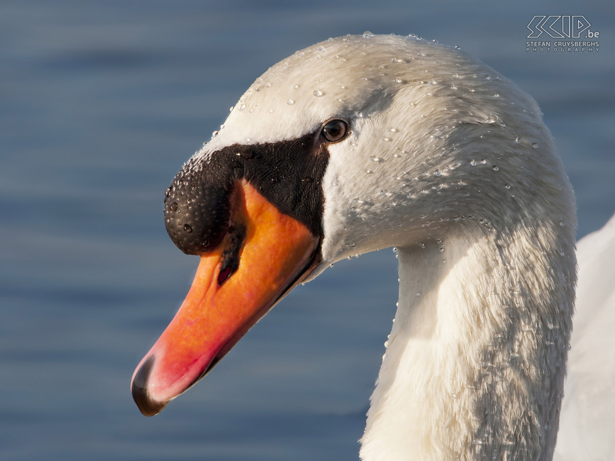 Zwanen Foto's van een groep zwanen op de grote plas van het natuurgebied De Maat in Mol-Rauw. Stefan Cruysberghs